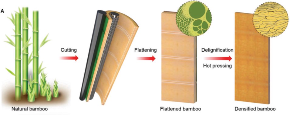 A plant to help the planet: A strong, tough, and scalable material from  fast-growing bamboo - Advanced Science News