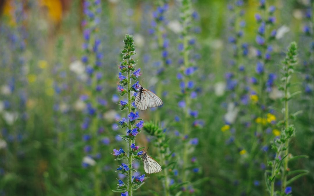 How to help protect butterflies from the impact of global warming