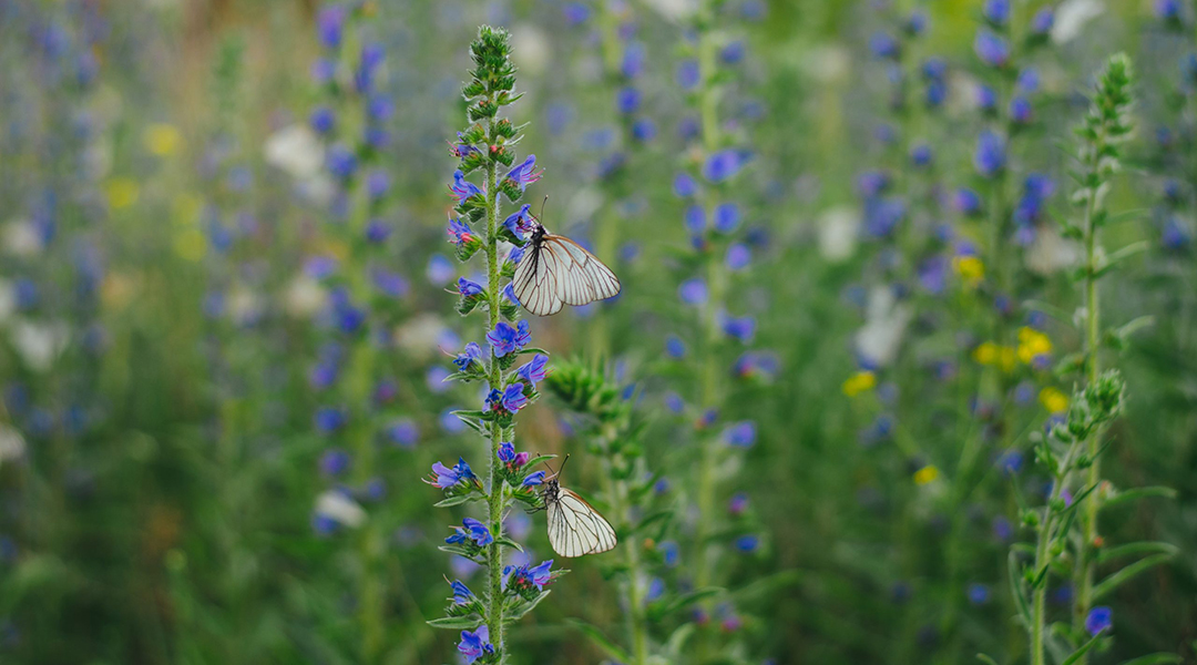 How to help protect butterflies from the impact of global warming