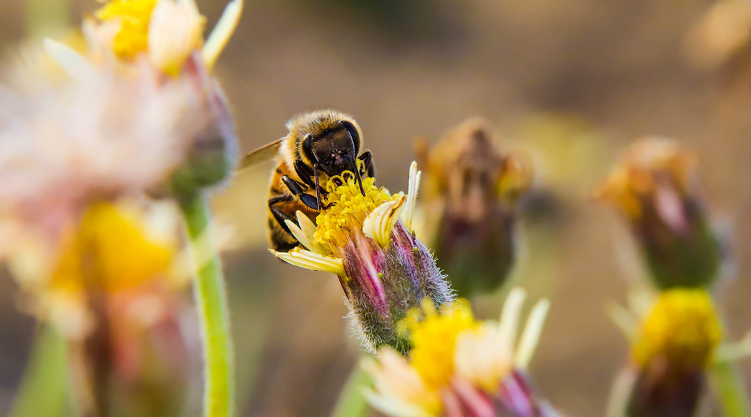 Giant hornet: Potential spread and impact on honeybees