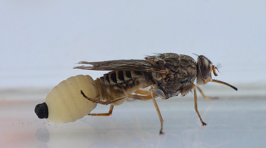 Meet the tsetse fly, the supermom of the insect world - Advanced