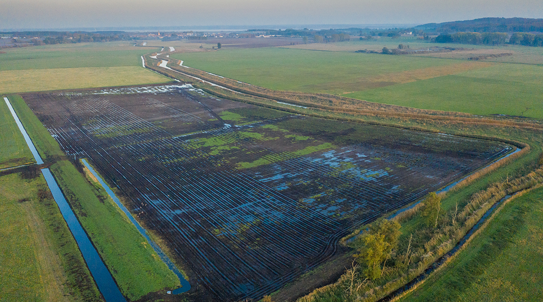 Could restoring peatlands be key to saving the planet?