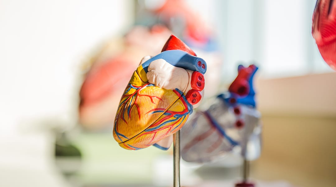 Leveraging the lung’s biogenesis to repair the heart