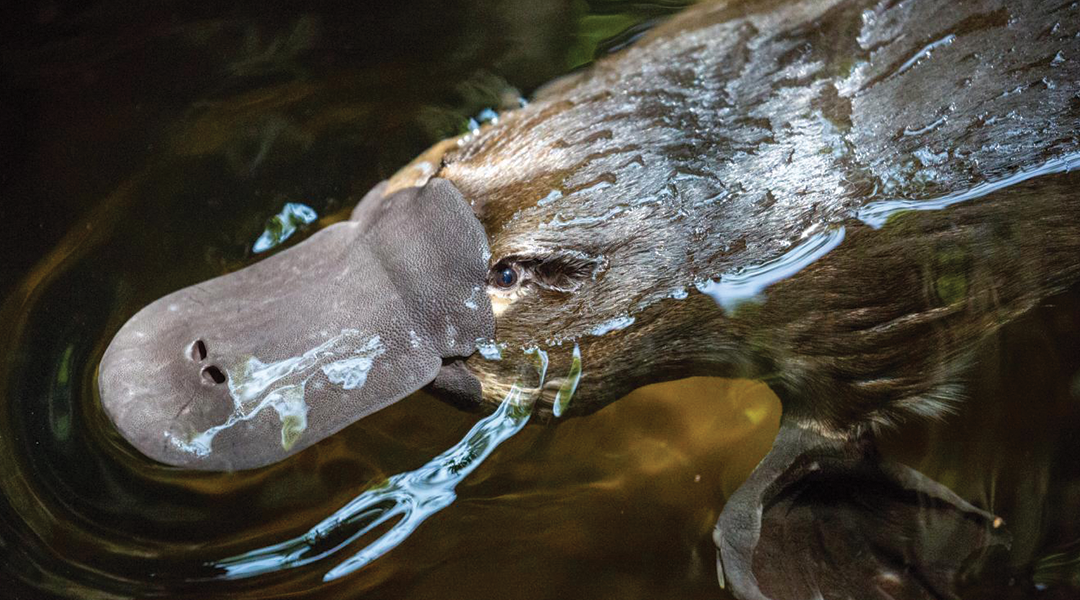 Scientists discover that the platypus glows in the dark