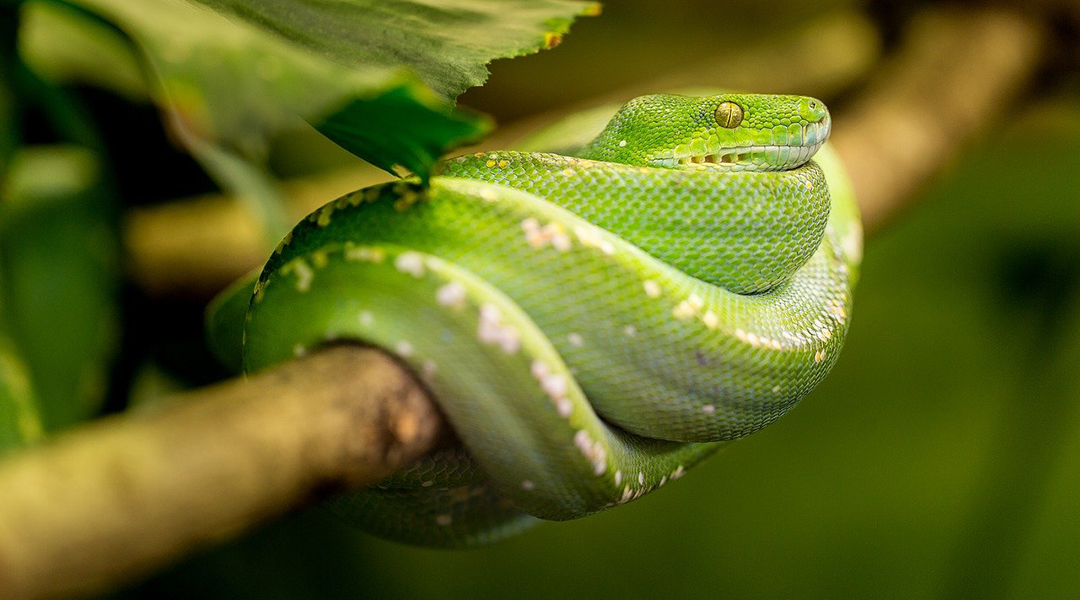 “Robotic snake” can grip and pick up objects