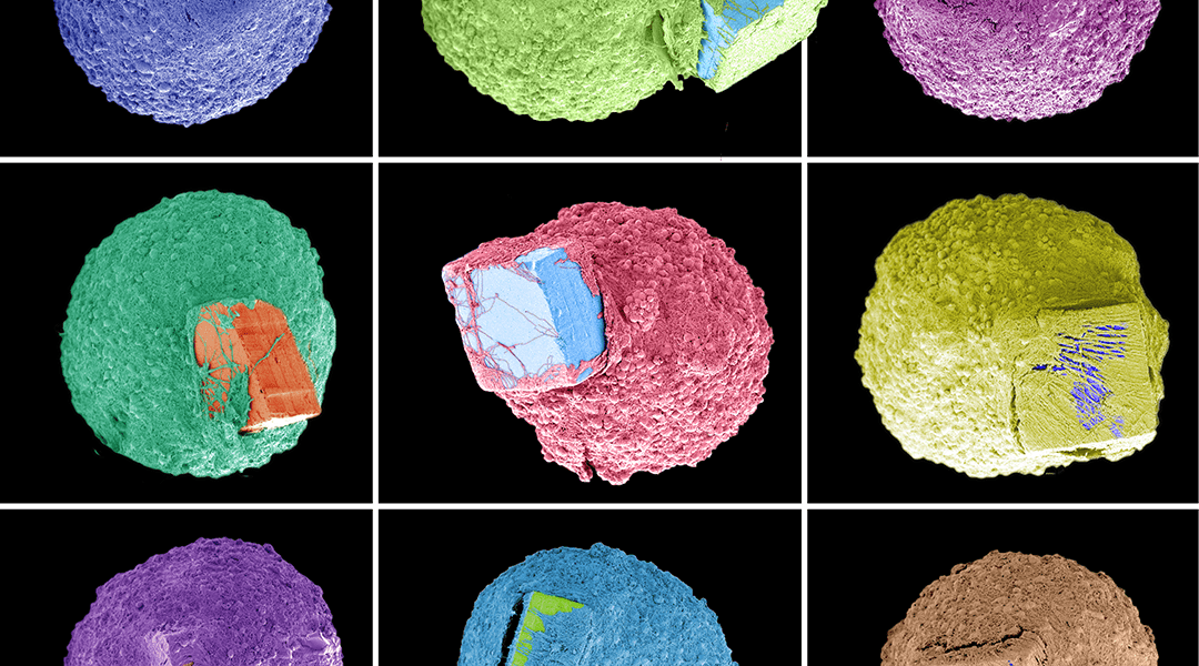 Tiny brain tissue models grown on microchips