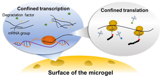 Photo of Microgel