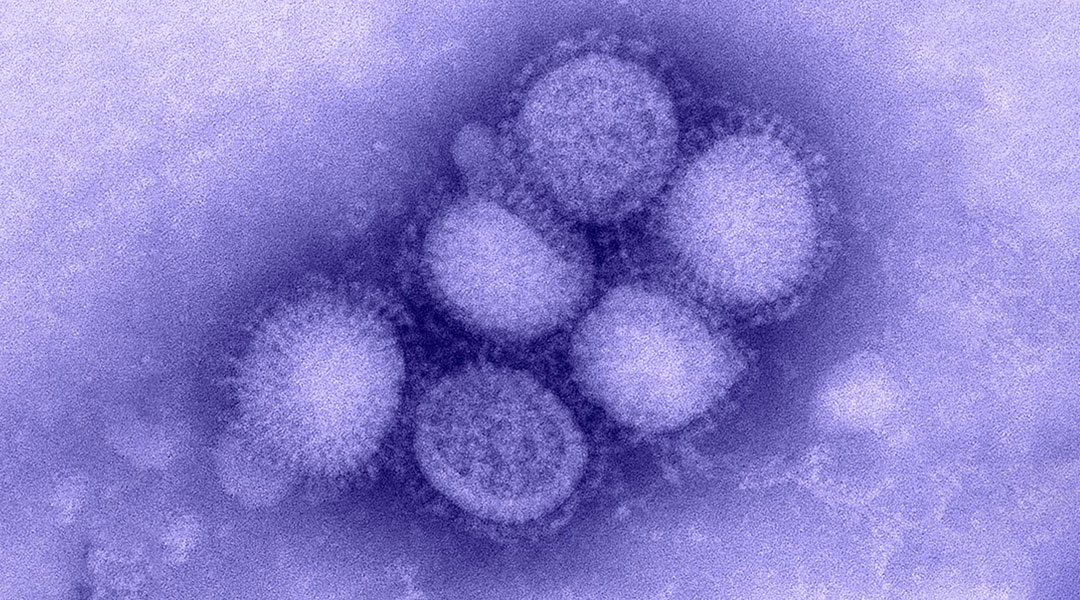 New macrocycle antiviral drugs show promise in treating influenza