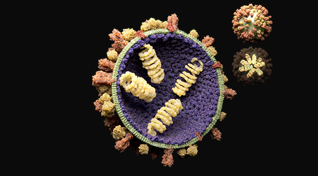 How do viruses protect their genetic information?