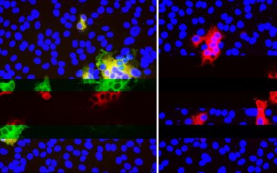 How do mutations help SARS-CoV-2 escape our antibodies?