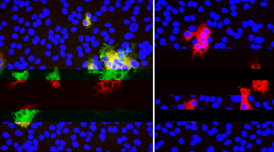 How do mutations help SARS-CoV-2 escape our antibodies?