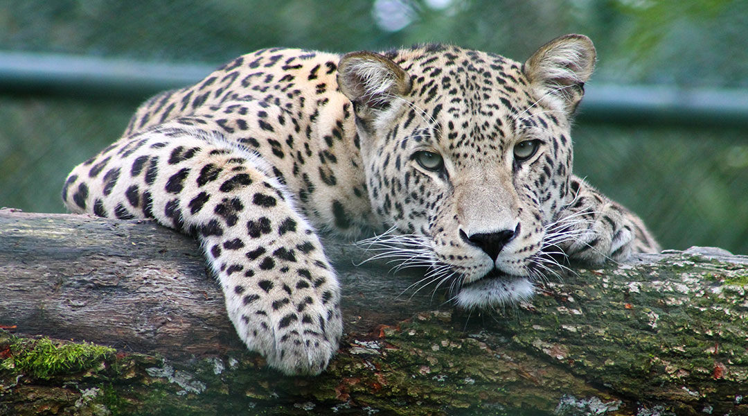 Leopard lying on a tree trunk