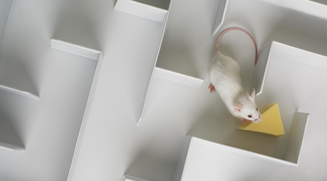 Artificial intelligence could be promising alternative to animal models