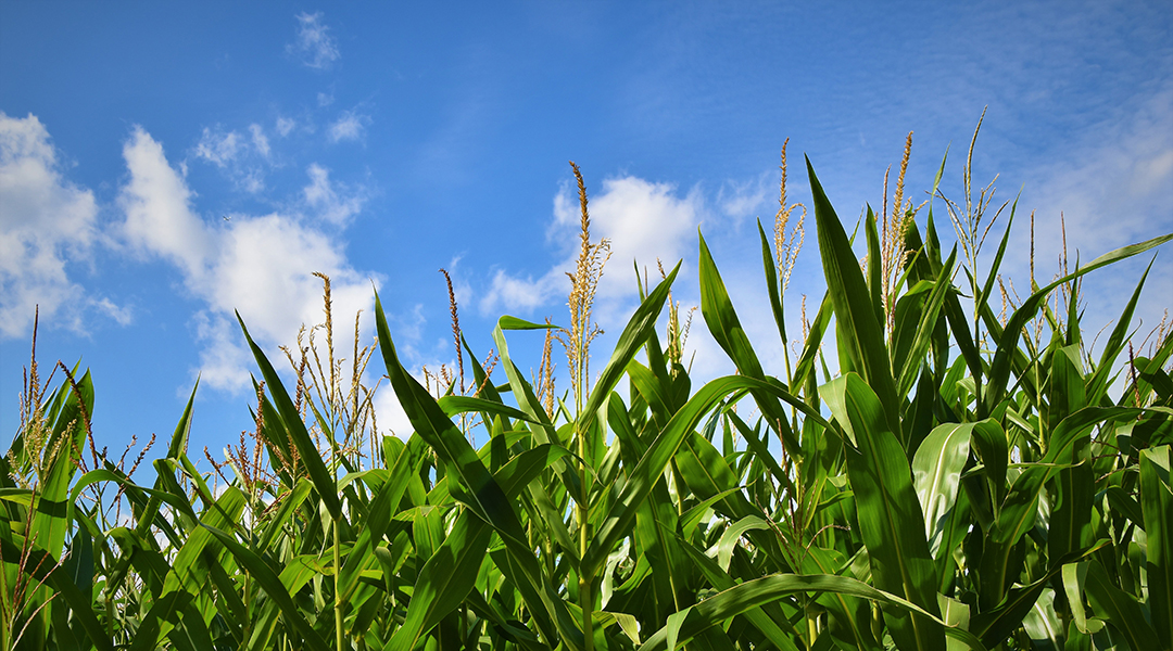 Effects of increased weather variability on weed management