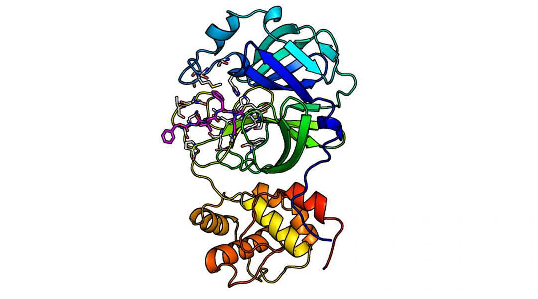 Researchers discover potential SARS-CoV-2 inhibitors