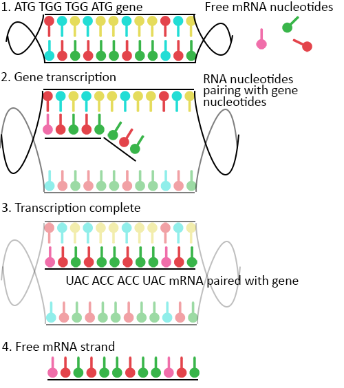 what are mRNA vaccines?