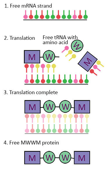 what are mRNA vaccines?