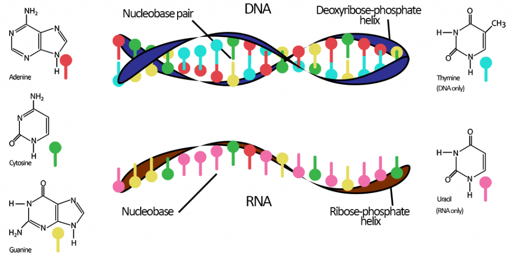 what are mRNA vaccines?