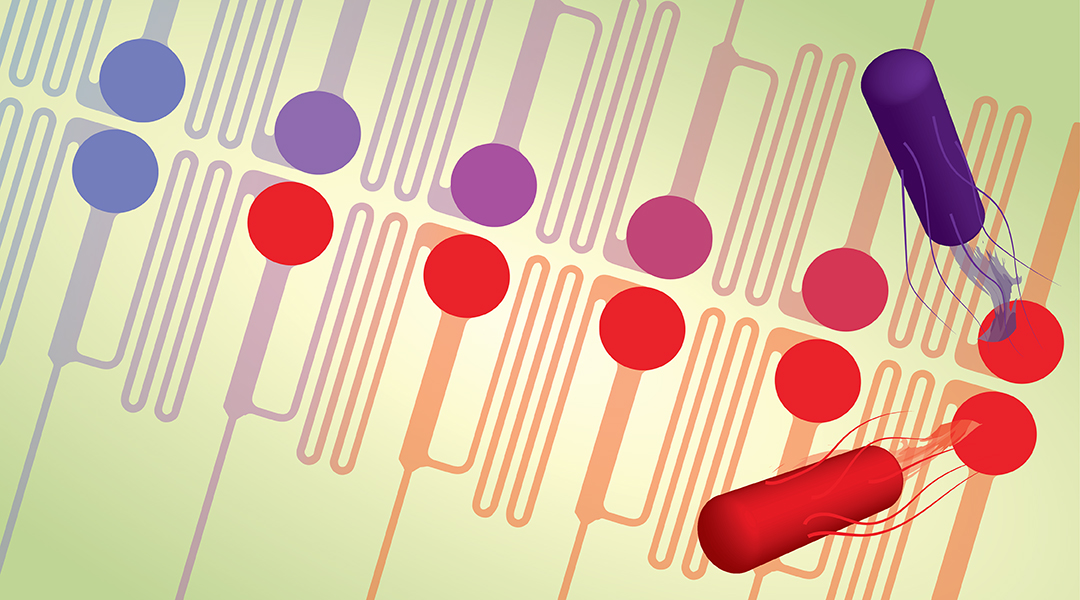 “Evolution‐on‐a‐chip” device helps reveal mutations that lead to superbugs