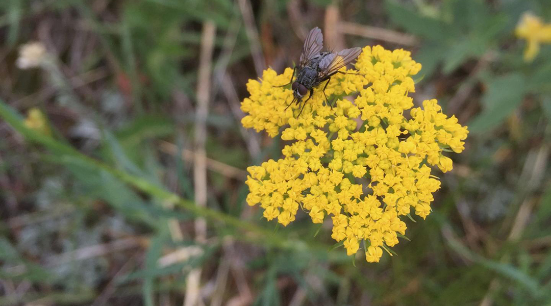Common plants and pollinators act as anchors for ecosystems