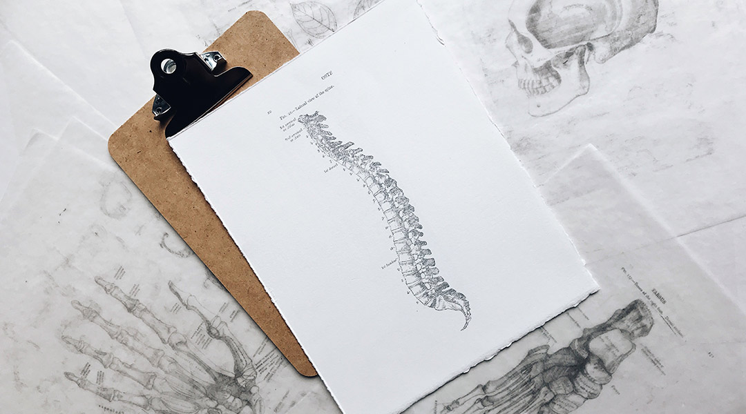 Sketch of spinal cord