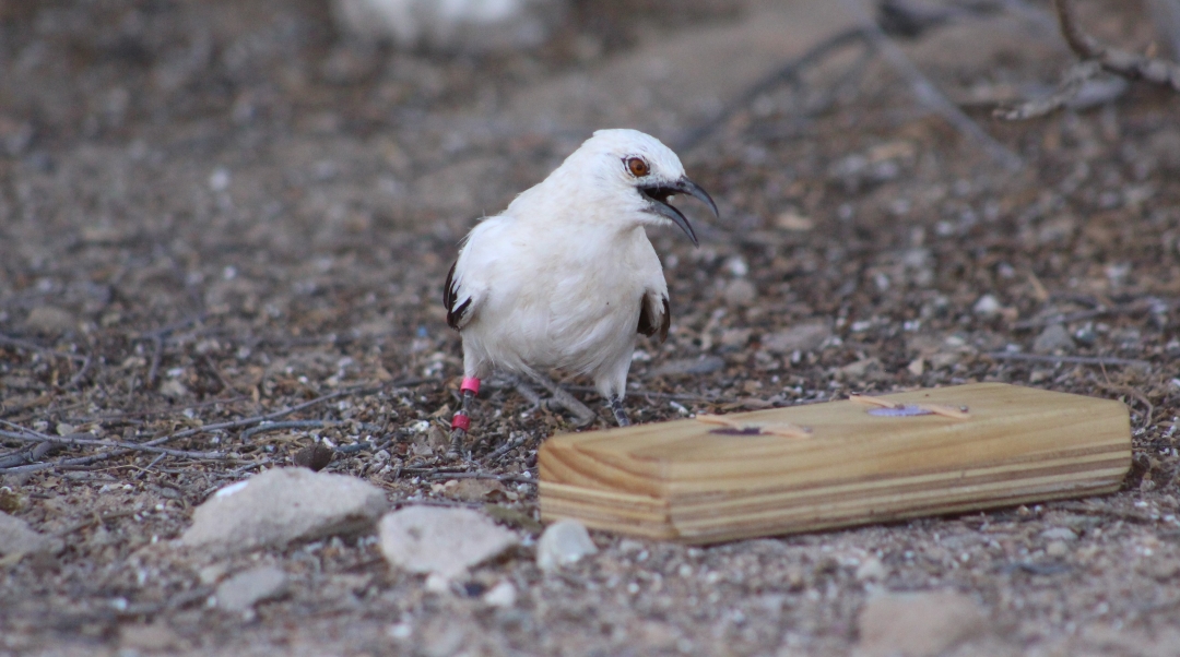 Global warming is threatening animal cognition