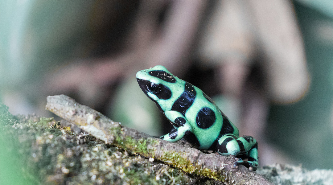 A green and black poison dart frog.