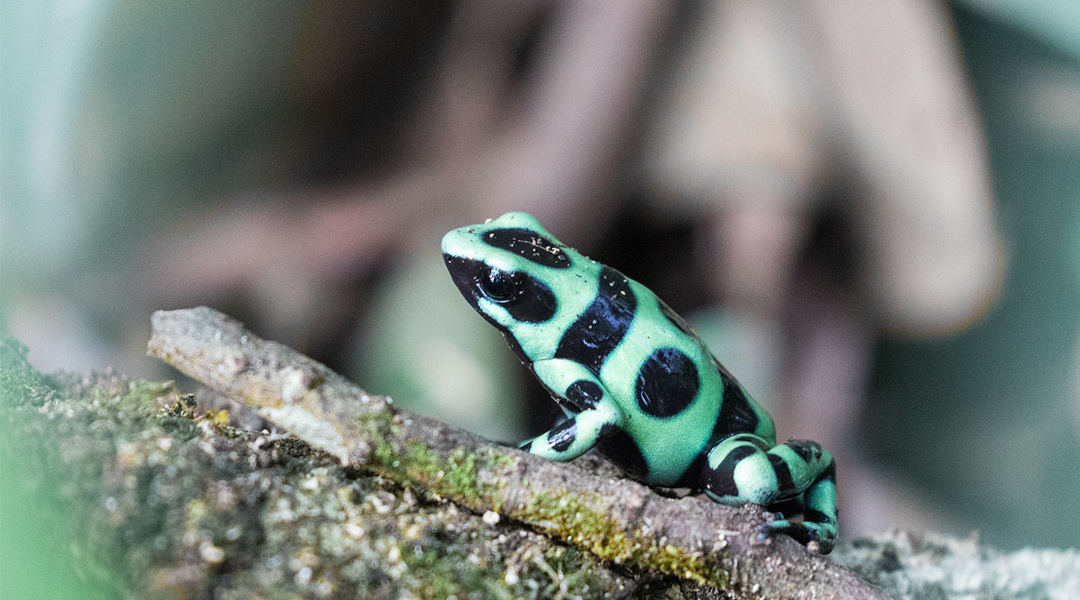 Frogs: Poisoned dart or silver bullet?