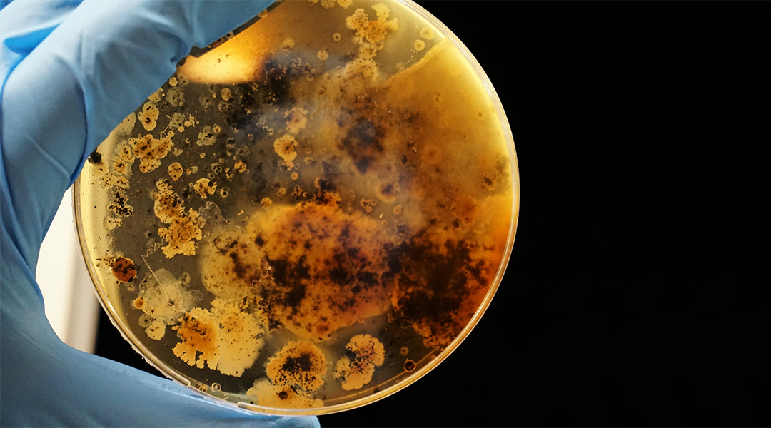 A gloved hand holds a Petri dish containing colonies or microbes.