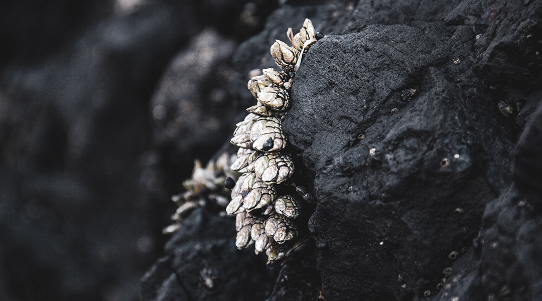 A powerful underwater glue inspired by barnacles and mussels