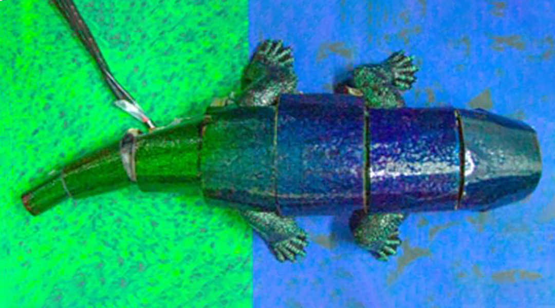 A robot in chameleon skin uses nature’s active camouflage