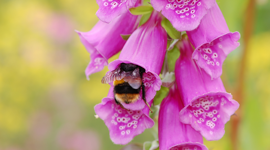 Farmers help create powerful, open-source spatial model to save bumblebees