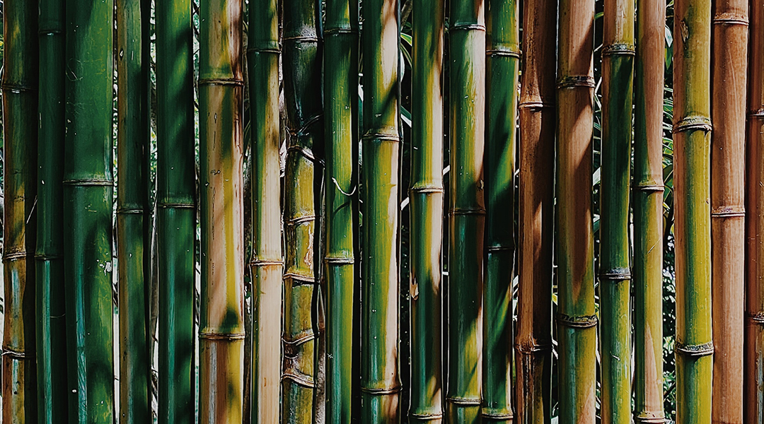 Battery boost found by mimicking the wonders of bamboo
