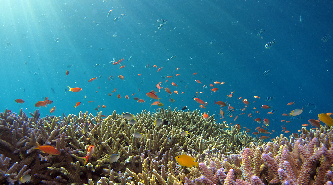 ‘Sticky questions’ raised by study on coral reefs