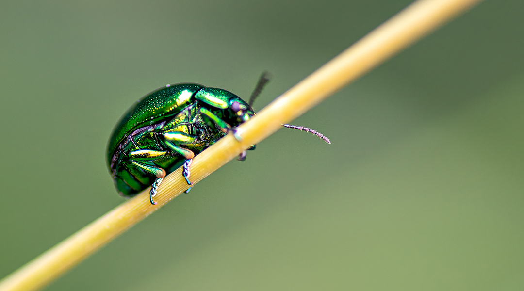 Protective powers of small beetles
