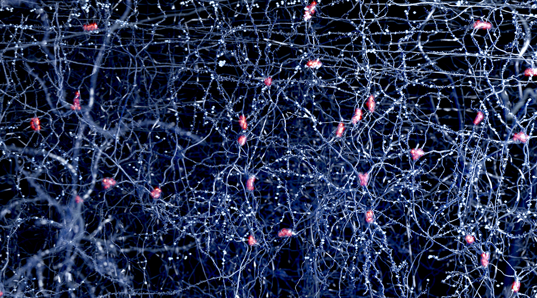 Hydrogel improves stem cell survival in treating Parkinson’s disease in mice