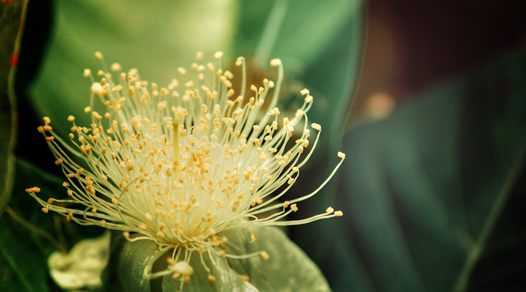 Scientists make ink for 3D printing from pollen