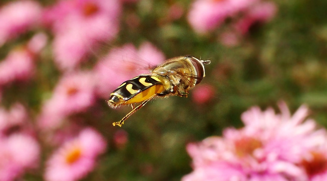 Asynchronous insect flight inspires artificial flyers