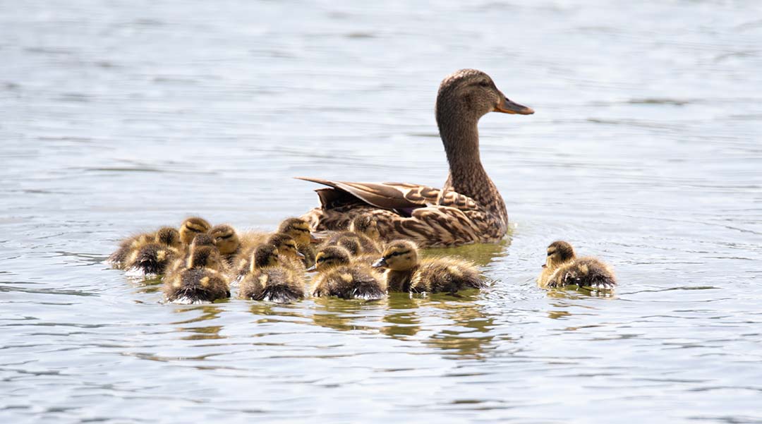 How ducklings hacked swimming