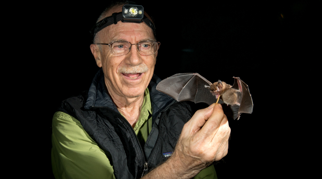Merlin Tuttle feeding a bat