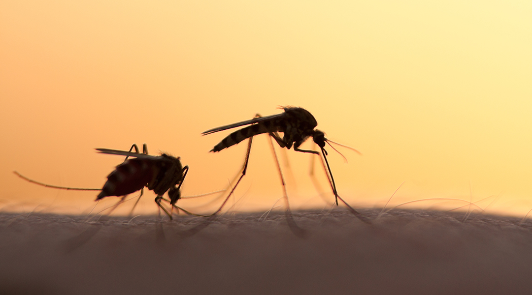 two mosquitos on human skin at sunset