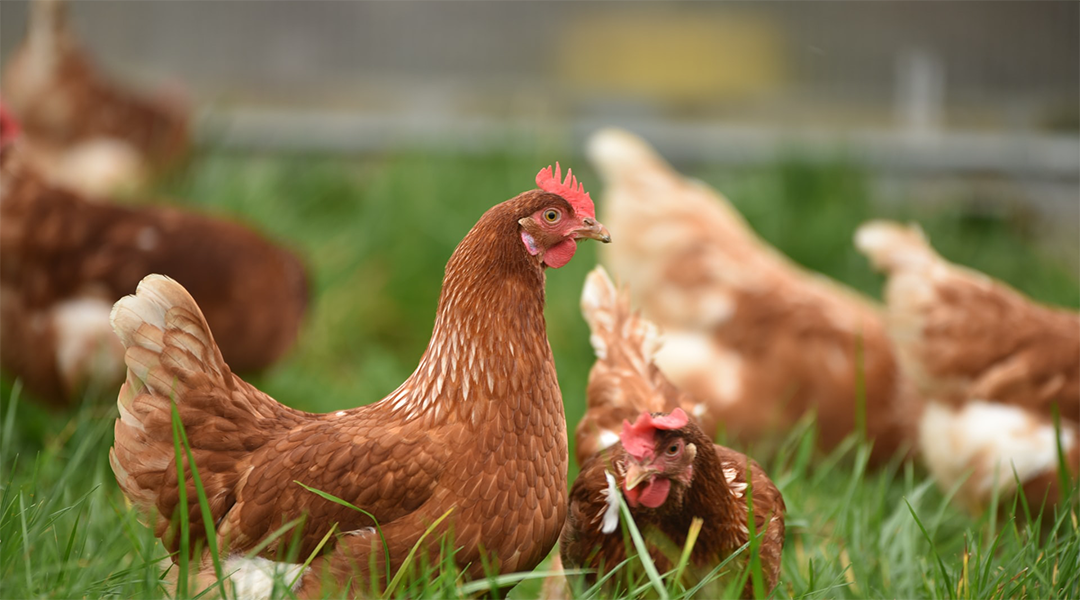 chickens grazing in grass