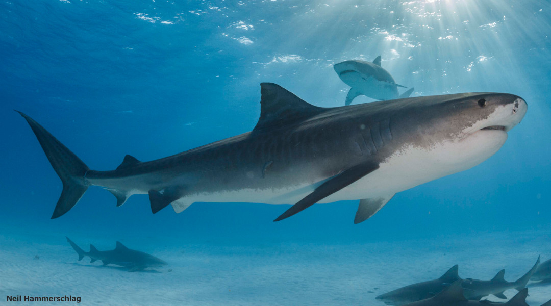 Tiger shark migration altered by ocean warming