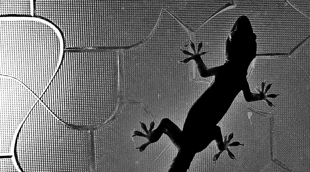 Gecko feet-inspired dry adhesive could stick around