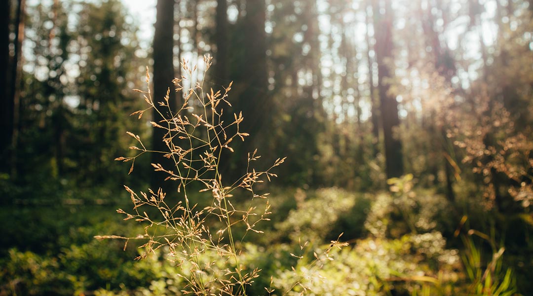 A forest in sunlight.