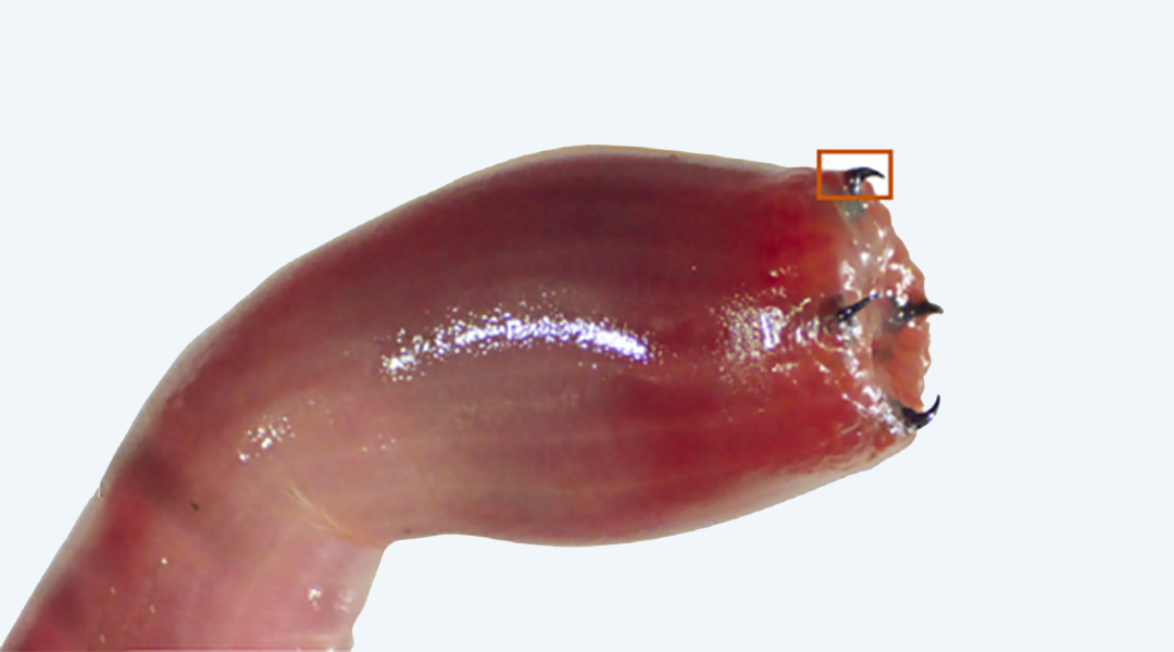 A close up image of a bloodworm and its copper teeth.