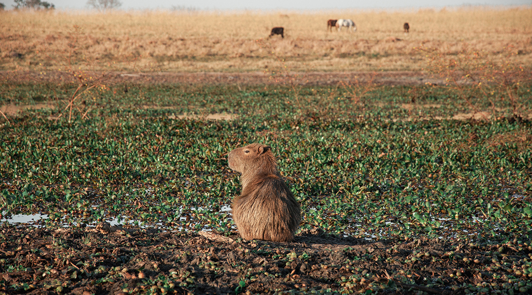 How the capybara could improve biofuels