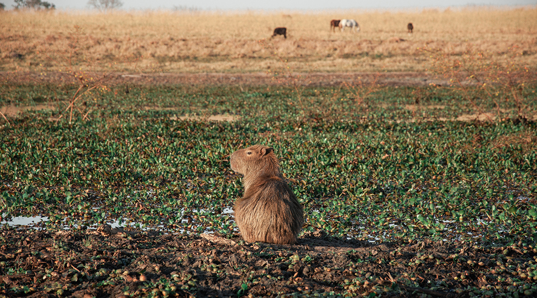 Capybara sitting by a lake.