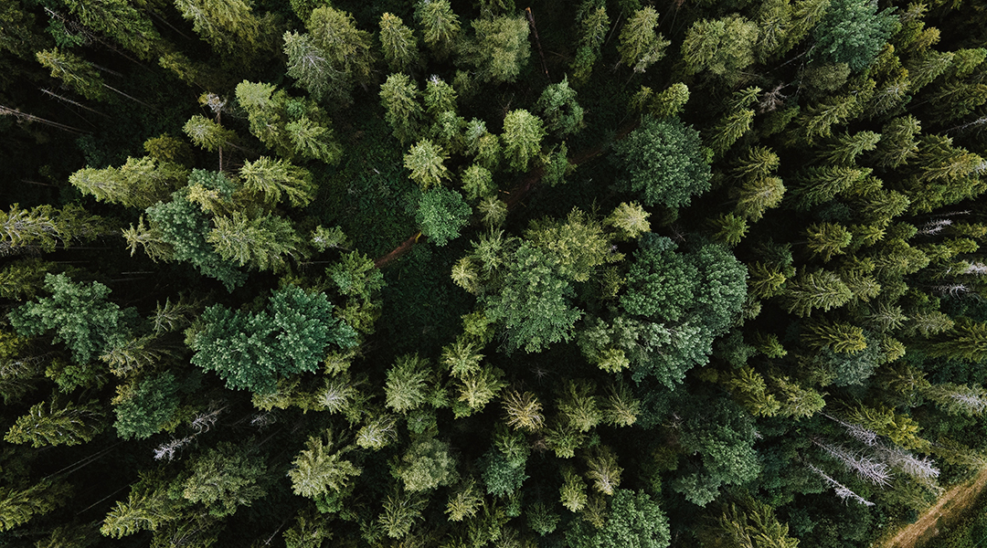 Forest from bird's eye view.