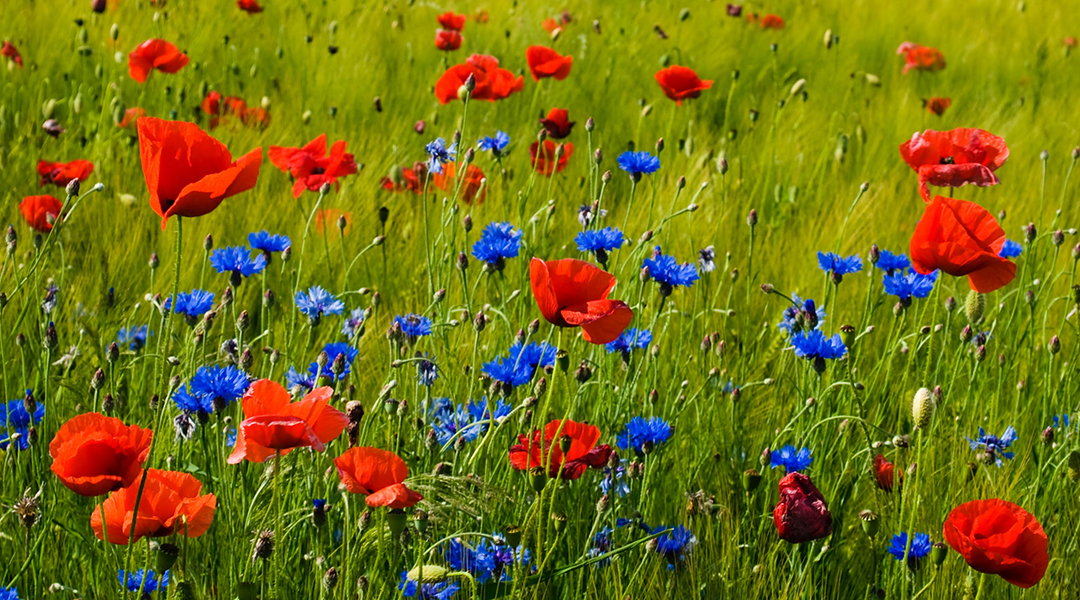 Flowers in a meadow.